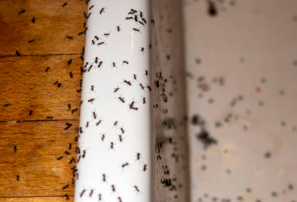 Best Pest Removal Services  in Paulden, AZ