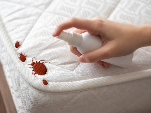 Best Best Pest Control Companies  in Paulden, AZ
