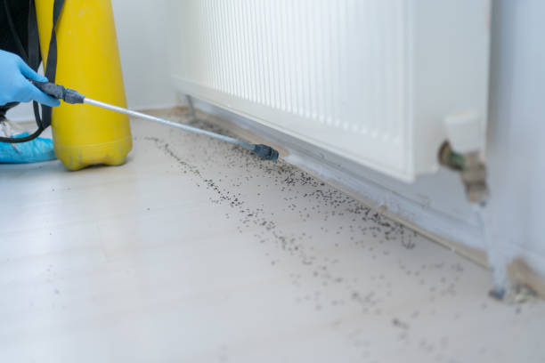 Pest Control Cost in Paulden, AZ